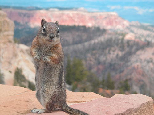 Bryce canyon