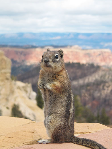 Chipmunk Bryce Canyon