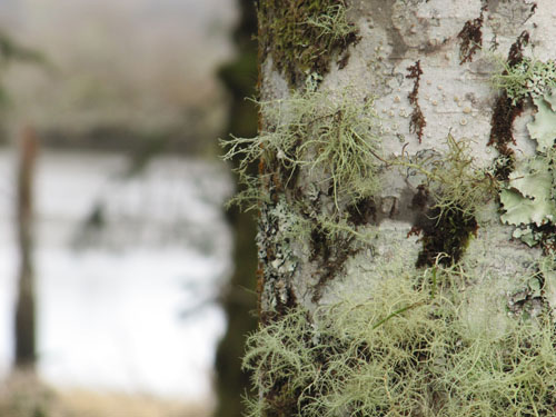 Moss on a tree