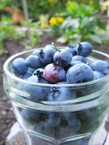 Blueberry Marscapone Roulade