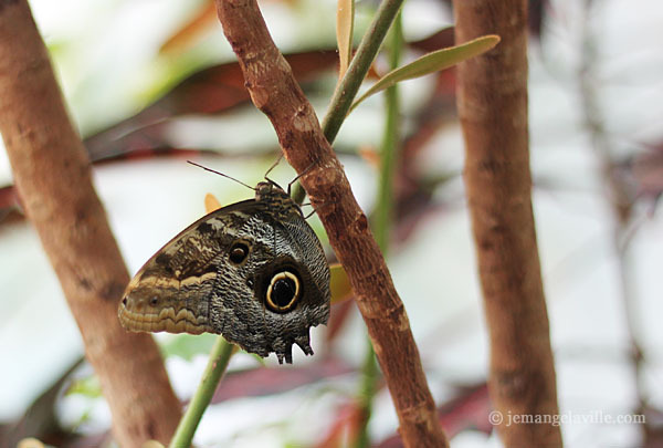 Seattle Pacific Science Center Butterfly