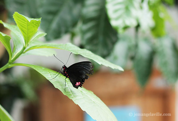 Seattle Pacific Science Center Butterfly