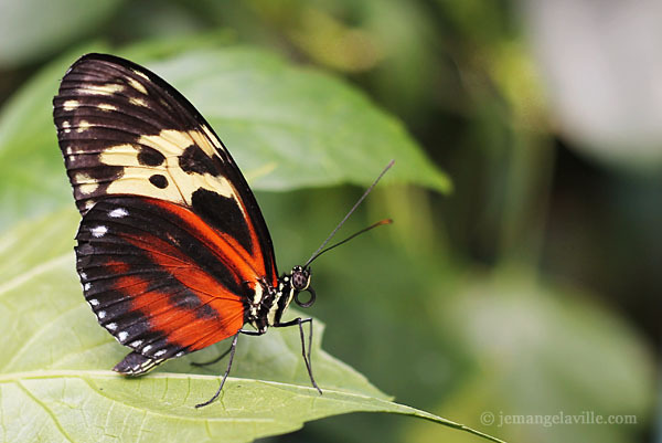 Seattle Pacific Science Center Butterfly