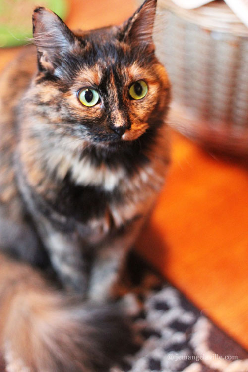 Gamera the Tortie Cat