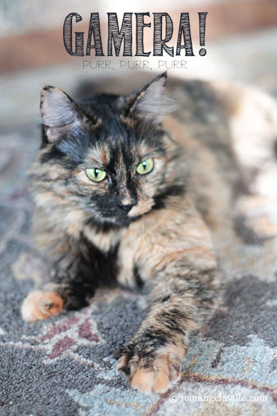 Gamera the Tortie Cat