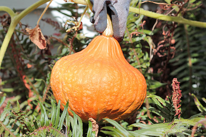 Roasted Red Kuri Squash Soup with Coconut