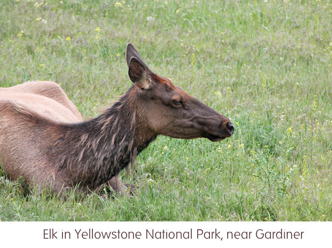 Elk in Yellowstone